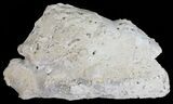 Beautiful, Agatized Fossil Coral Geode - Florida #57674-1